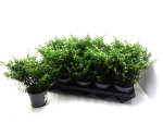 Cuphea hyssop. Duo