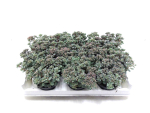 Sedum Lidakense "Cauticola"