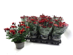 Chrysanthemum "Yahoo" rotbraun