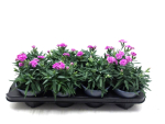 Dianthus "Peman" pink