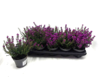 Erica cinerea lila