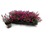 Erica cinerea pink