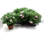 Chrysanthemum  ind. rosa