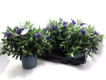 Hebe Busch blau
