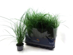 Carex brunnea