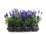Salvia farinacea