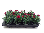 Dianthus caryo. rot