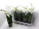 Phalaenopsis 3 Rispen weiß