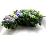Hydrangea  macr. midi blau