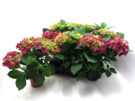 Hydrangea  macr. midi rot