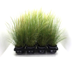 Stipa tenuifolia