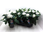 Pentas lanceolata weiß