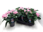 Pentas lanceolata rosa