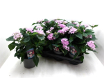 Pentas lanceolata flieder