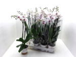 Phalaenopsis midi 'Red Lips'