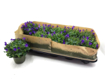 Campanula "Get Mee" blau