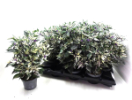 Capsicum ann. "Calico"