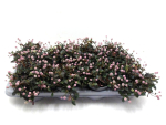 Polygonum