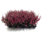 Calluna  vulg. rot