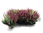 Calluna vulgaris  Twin