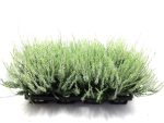 Calluna vulg. weiß