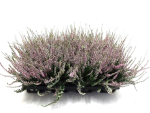 Calluna vulg. rosa