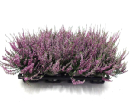 Calluna vulg. lila