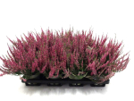 Calluna vulg. rot