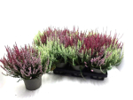 Calluna vulgaris Trio