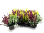 Calluna vulgaris Trio