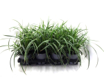 Carex morowii "Ice Dance"