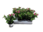 Mini Hebe pink