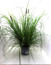 Miscanthus sin. "Ginger Love"