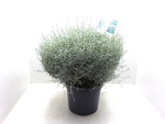 Calocephalus brownii Kübel