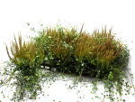 Calluna "Sunset" + Mühlenbeckia