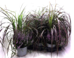 Pennisetum + Calluna rosa