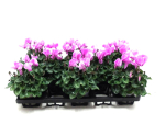 Cyclamen pers. midi flieder