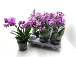 Phalaenopsis 4 Rispen pink gestreift