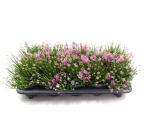 Erica spiculifolia