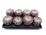 Echeveria "Mazarina"