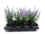Angelonia blau