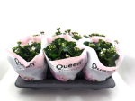 Kalanchoe T13 hellrosa gefüllt