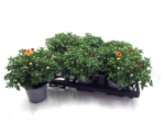 Chrysanthemum  ind. bronze