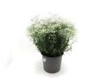 Gypsophila pan. Kübel