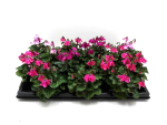 Mini Cyclamen "Petticoat" Mix
