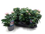 Pentas lanceolata rosa