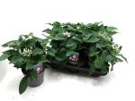 Pentas lanceolata flieder