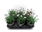Dianthus "Peach Party"