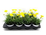 Coreopsis grand.
