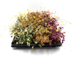 Mini Oxalis Mix